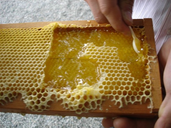 蜂采館~蜂蜜試吃