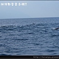 20120713賞鯨之旅 (10)