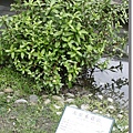 P813高雄原生植物園 (30).JPG