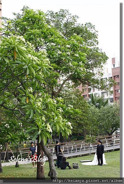 P813高雄原生植物園 (32).JPG