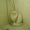 躲在浴室被我抓到了吼!!! 
