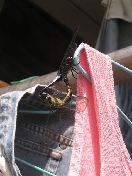 PICT0024.JPG