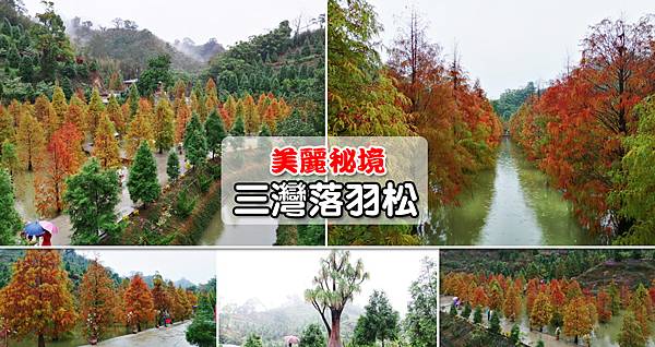 苗栗,三灣落羽松秘境,落羽松,賞景,秘境景點,風光,漸層色彩,三灣,秘境,拍照,打卡,季節限定