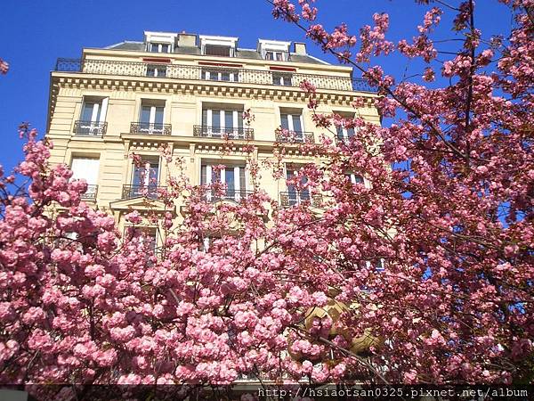 4月下旬住處附近的Falguière地鐵站花開了.JPG