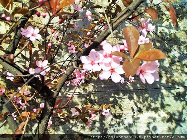 櫻花開了1蒙帕那斯墓園圍牆外.JPG