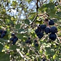 成熟的saskatoon berry.jpg