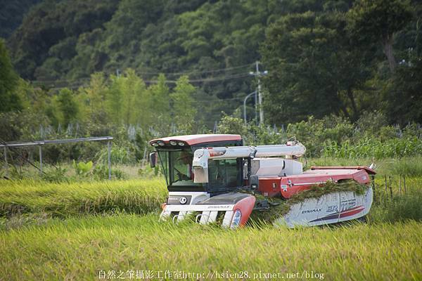 宜蘭賞鯨10170702 (101).jpg