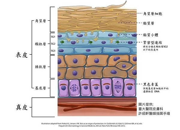 皮膚構造圖.jpg