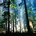 forest21280.jpg