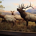 Wapiti