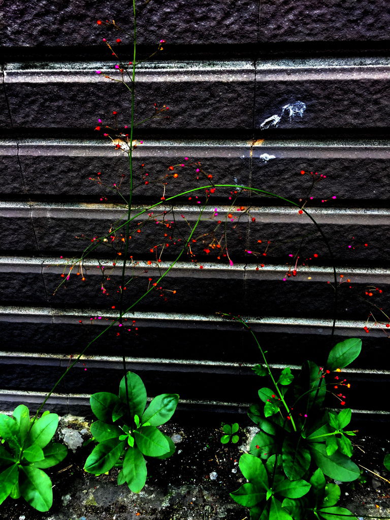 無名花1.jpg 無名花1.jpg