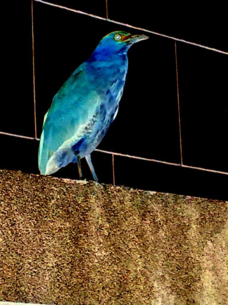 外星鳥.JPG 外星鳥.JPG