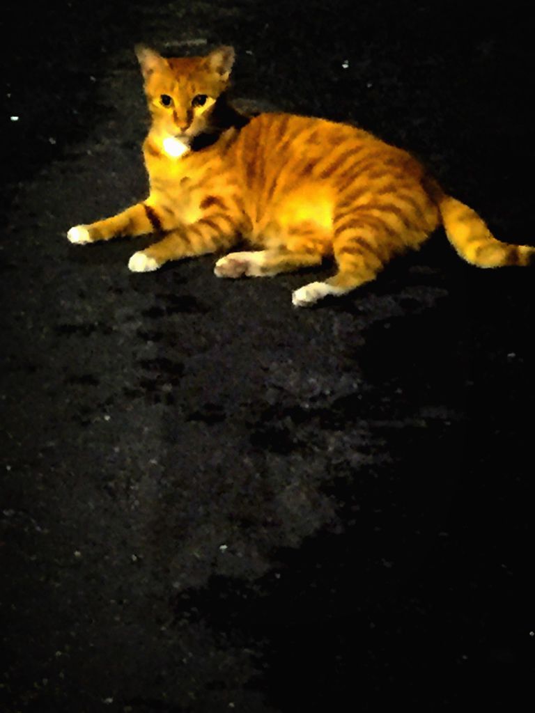 IMG_0208.JPG IMG_0208.JPG