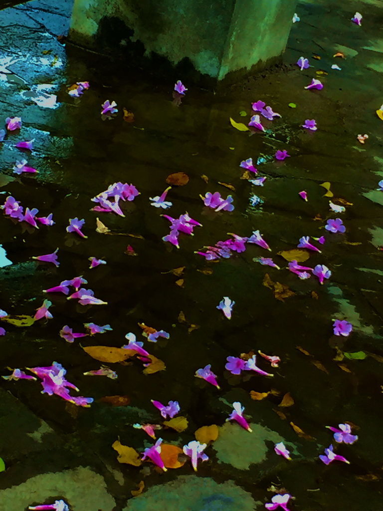 落花.jpg7.jpg 落花.jpg7.jpg