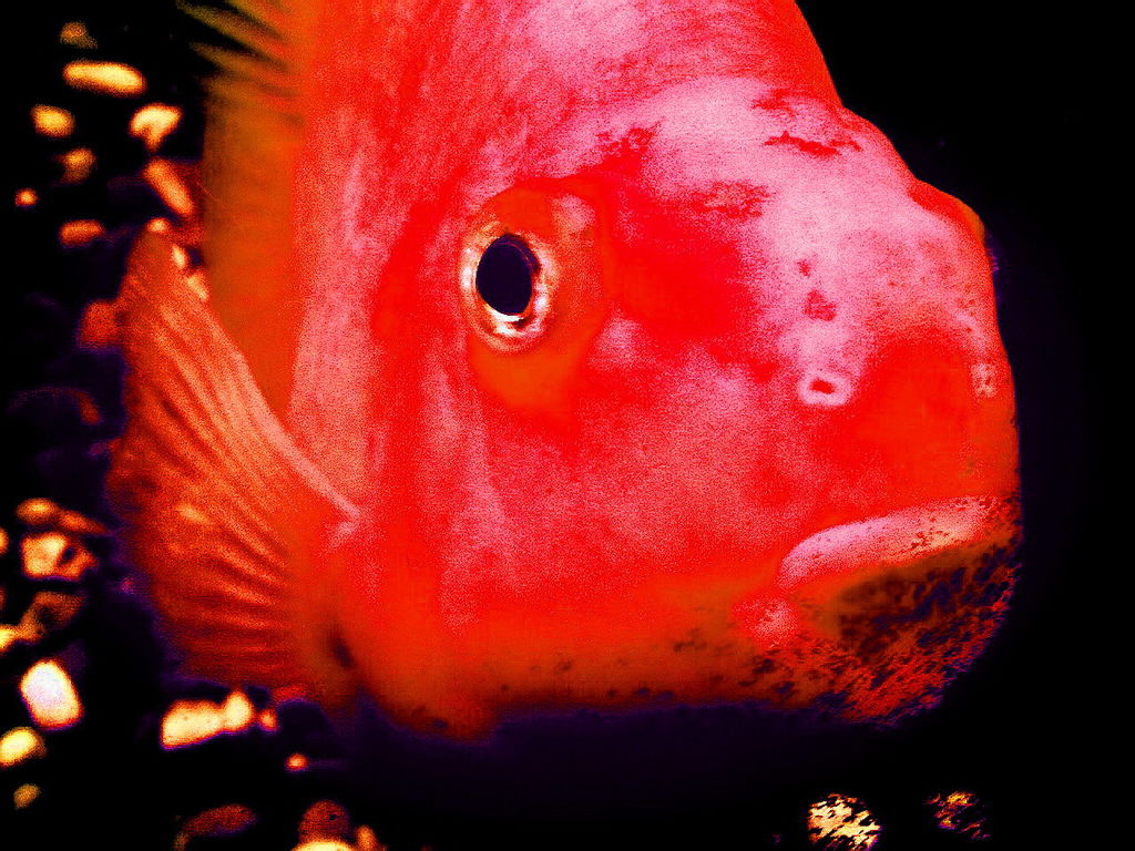 火星魚寶寶 火星魚344.jpg2- 複製.jpg