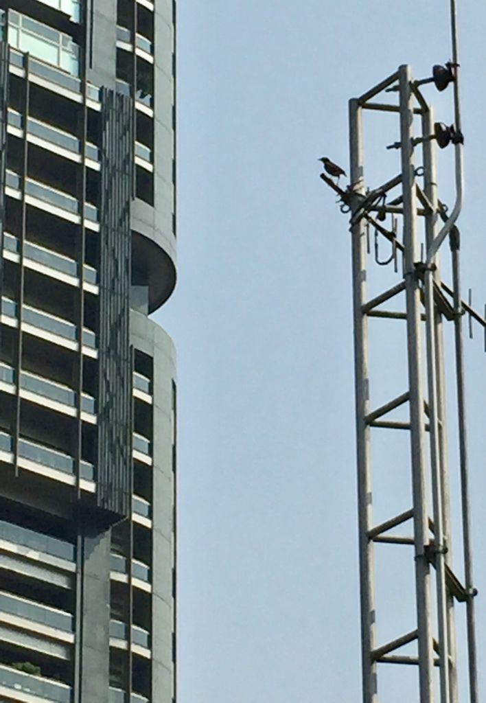 鳥兒的傾訴.jpg 鳥兒的傾訴.jpg