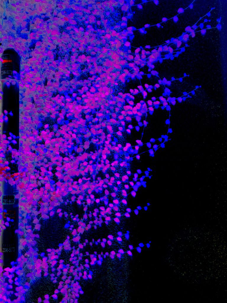 外星植物.JPG 外星植物.JPG