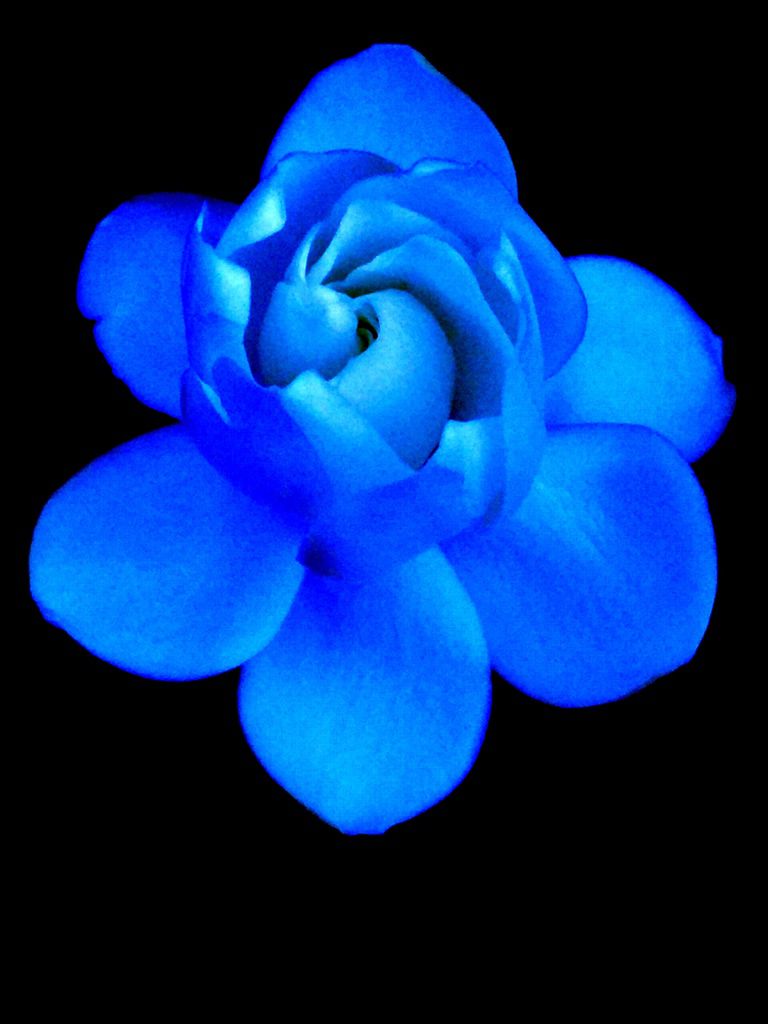 從水星飃落的花.JPG 從水星飃落的花.JPG