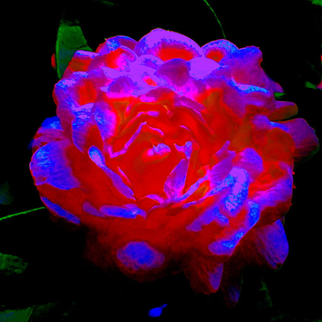 奇異花.docx.jpg 奇異花.docx.jpg