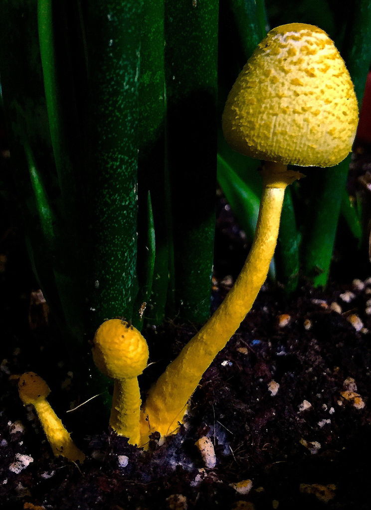 惑星人送的植物c.jpg 惑星人送的植物c.jpg