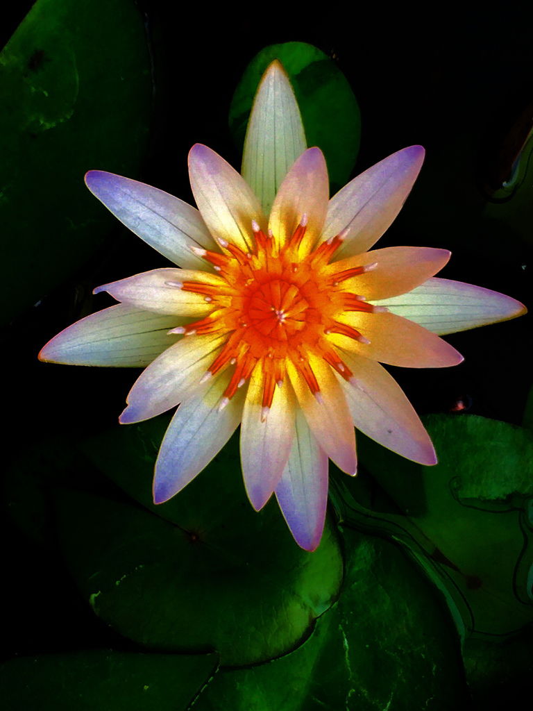 花花世界(二).jpg1.jpg 花花世界(二).jpg1.jpg
