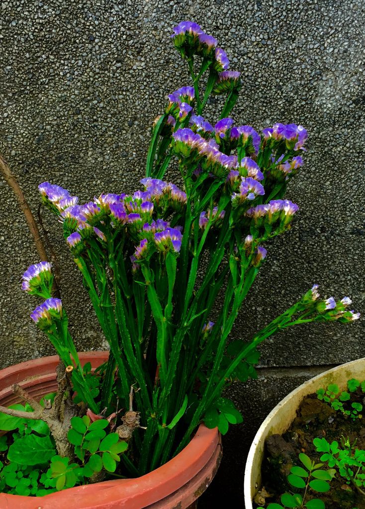 花花世界(六).jpg 花花世界(六).jpg