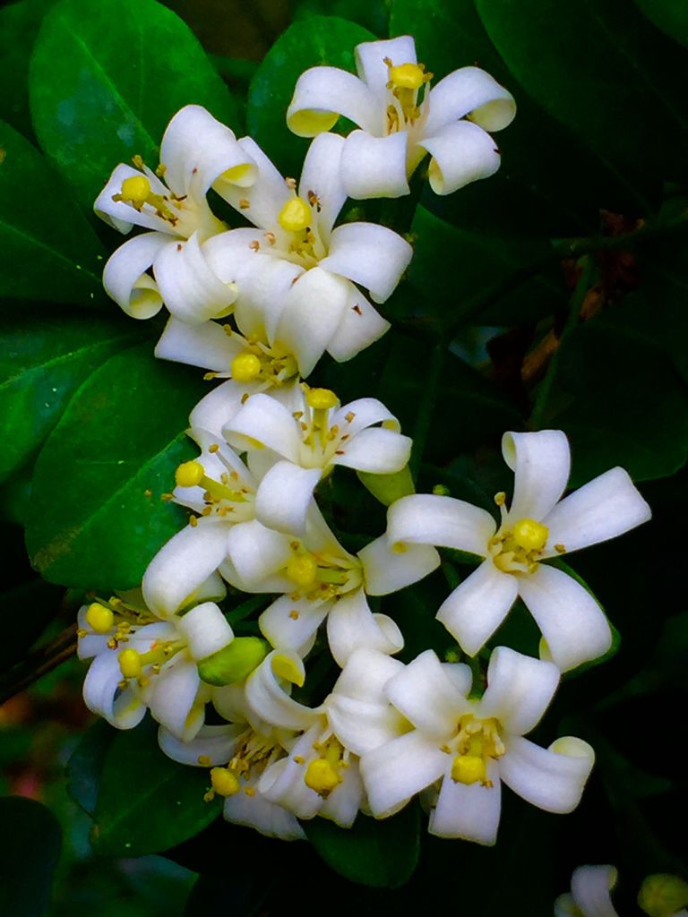 花花世界(八).jpg 花花世界(八).jpg