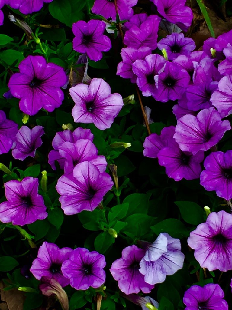 花花世界(十).jpg 花花世界(十).jpg