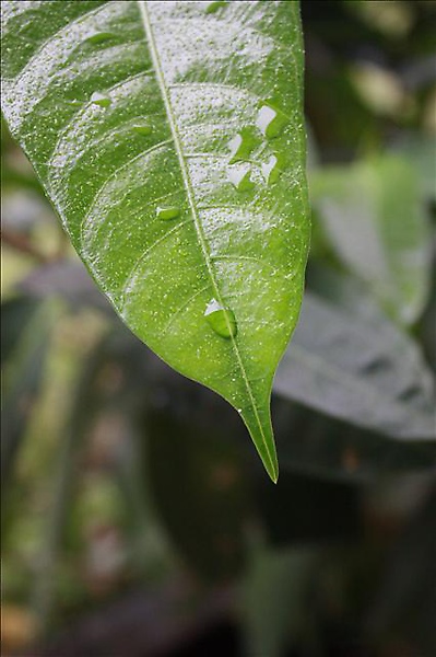 露水