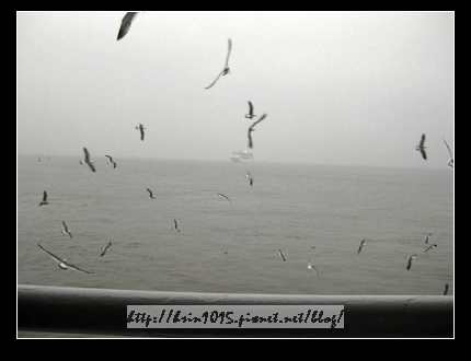海鷗.jpg 海鷗.jpg