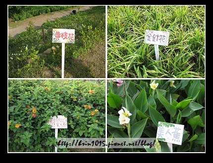 種植.jpg 種植.jpg