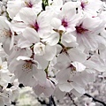 櫻花.jpg