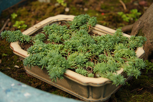 2011.04.14 屋頂花園