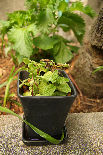 2011.04.14 屋頂花園