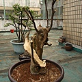 2011.04.14 屋頂花園