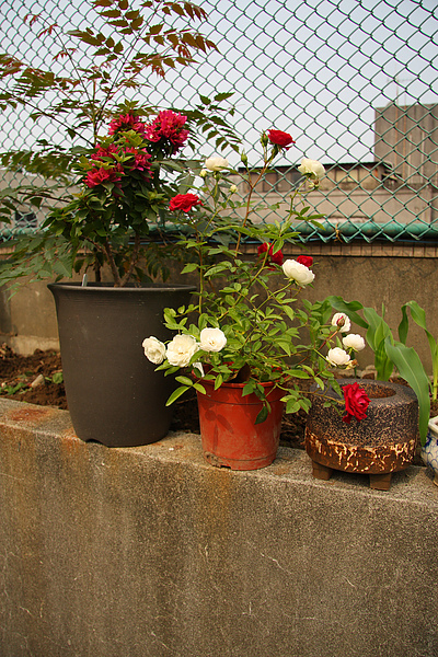 2011.04.14 屋頂花園