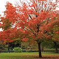 10/15 Public Garden