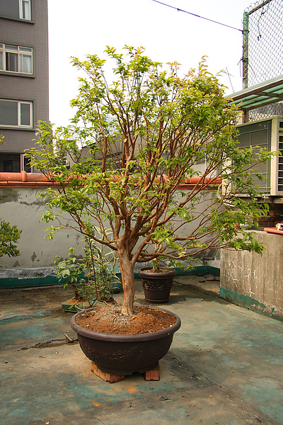 2011.04.14 屋頂花園