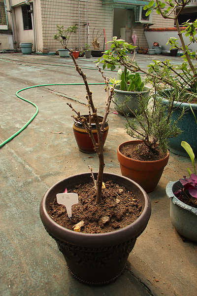 2011.04.14 屋頂花園