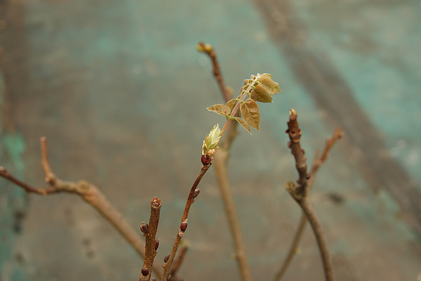 2011.04.14 屋頂花園