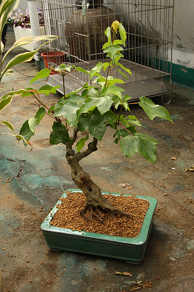 2011.04.14 屋頂花園