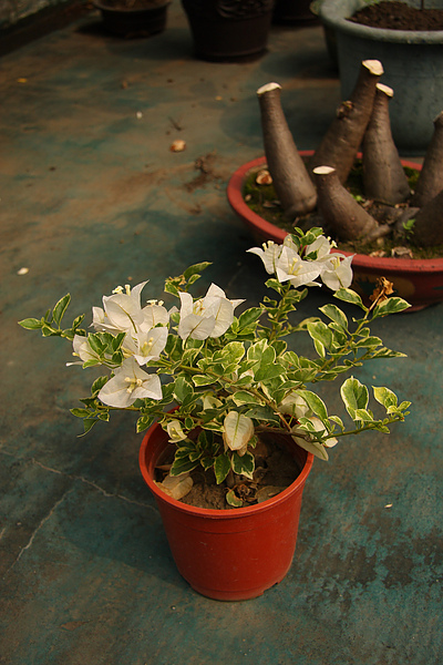 2011.04.14 屋頂花園