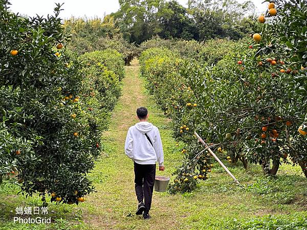 新竹景點寶山 結滿緣果園 採橘子休閒農場 網美拍照景點.JPG