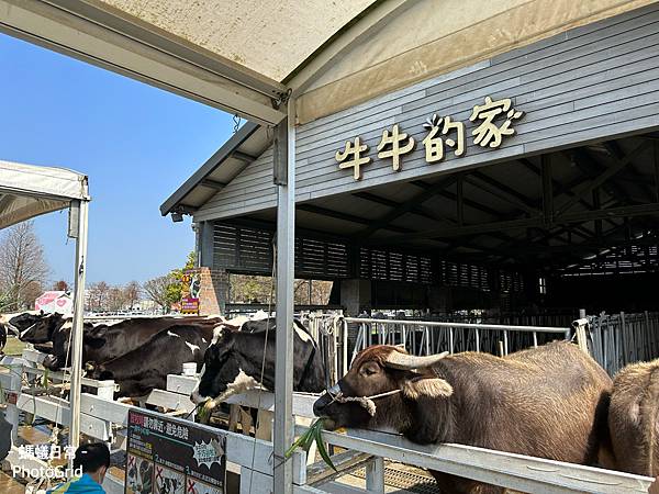 雲林景點推薦 近虎尾高鐵 崙背 千巧谷樂園 親子觀光園區 牛牛的家.JPG