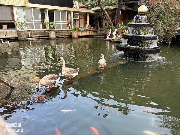 新竹關西美食 近六福村 客家餐廳 逸園 鵝與景觀魚池.JPG