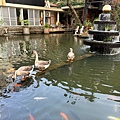 新竹關西美食 近六福村 客家餐廳 逸園 鵝與景觀魚池.JPG