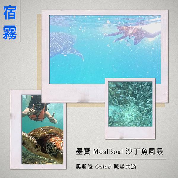 菲律賓宿霧自由行 必去景點 奧斯陸鯨鯊共游 墨寶沙丁魚風暴體驗 近距離觀賞海龜.JPG