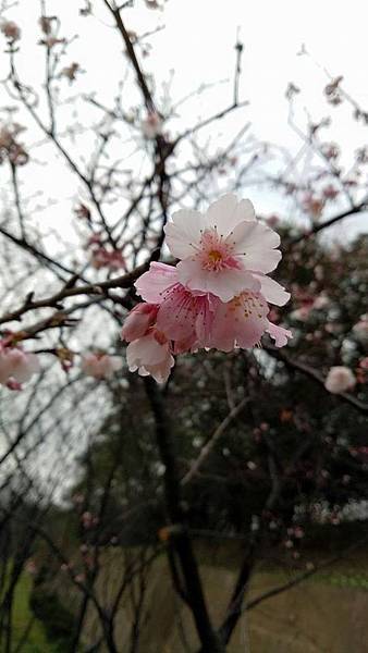 16508110_347998038926967_5764872970187147234_n.jpg 16508110_347998038926967_5764872970187147234_n.jpg