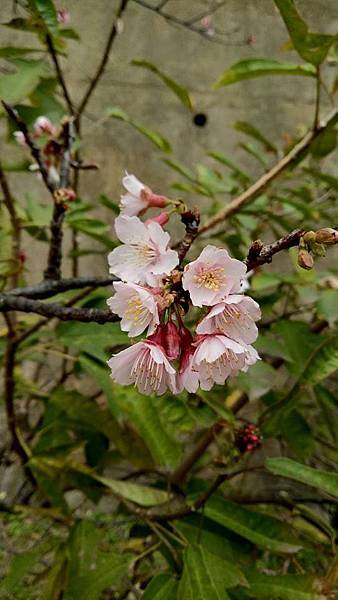 16508185_347998095593628_2550737559236466512_n.jpg 16508185_347998095593628_2550737559236466512_n.jpg