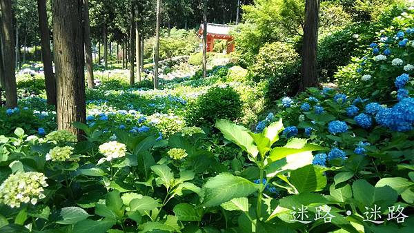 三室戶寺2.jpg